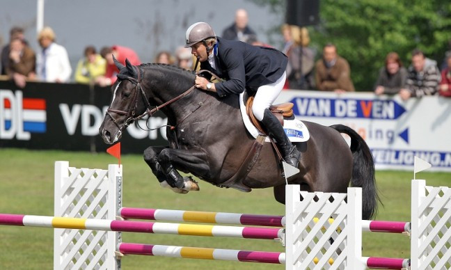 Warmblood Showjumping Stallions